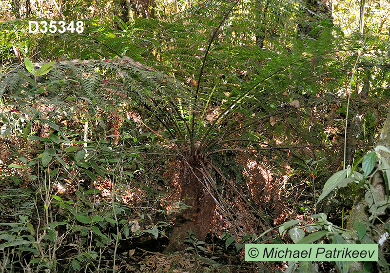 Dicksonia sellowiana (Dicksoniaceae, Pteridophyta)